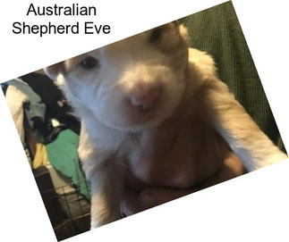 Australian Shepherd Eve