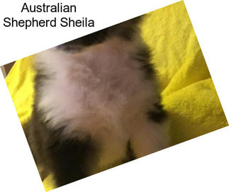 Australian Shepherd Sheila