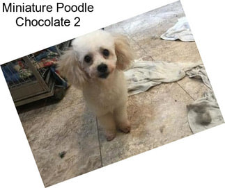 Miniature Poodle Chocolate 2