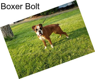 Boxer Bolt