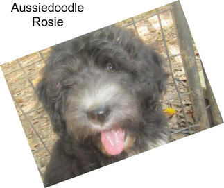 Aussiedoodle Rosie