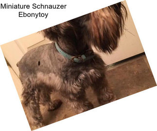 Miniature Schnauzer Ebonytoy