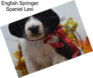 English Springer Spaniel Lexi