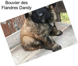 Bouvier des Flandres Dandy