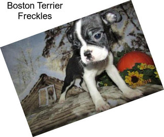 Boston Terrier Freckles