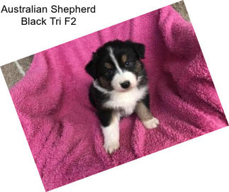Australian Shepherd Black Tri F2