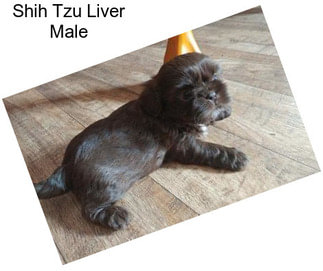 Shih Tzu Liver Male