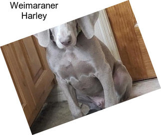 Weimaraner Harley