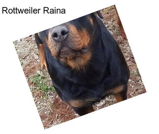 Rottweiler Raina