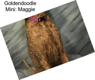 Goldendoodle Mini: Maggie