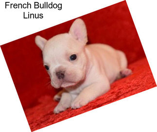 French Bulldog Linus