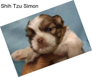 Shih Tzu Simon