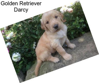 Golden Retriever Darcy