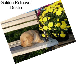 Golden Retriever Dustin