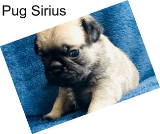 Pug Sirius