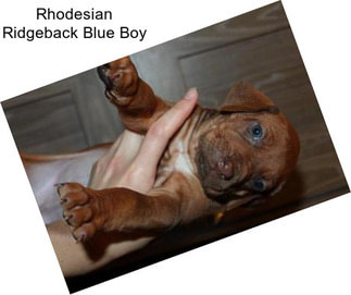 Rhodesian Ridgeback Blue Boy