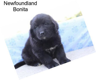 Newfoundland Bonita