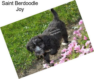 Saint Berdoodle Joy