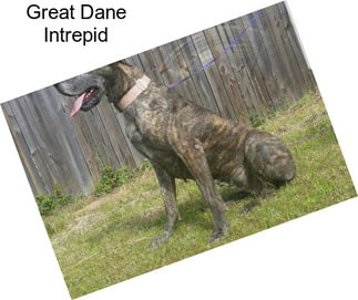 Great Dane Intrepid