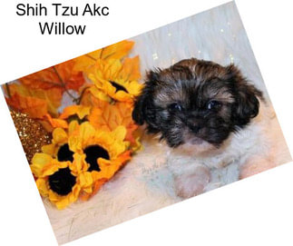 Shih Tzu Akc Willow