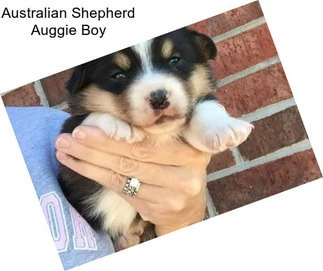 Australian Shepherd Auggie Boy