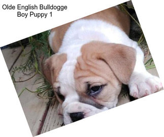 Olde English Bulldogge Boy Puppy 1