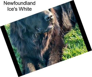 Newfoundland Ice\'s White