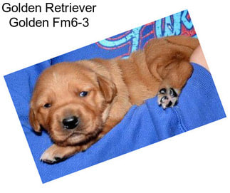 Golden Retriever Golden Fm6-3