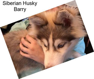 Siberian Husky Barry