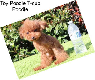 Toy Poodle T-cup Poodle