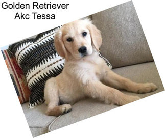 Golden Retriever Akc Tessa