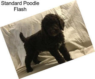 Standard Poodle Flash