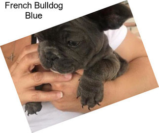 French Bulldog Blue