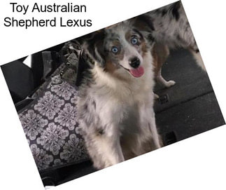 Toy Australian Shepherd Lexus