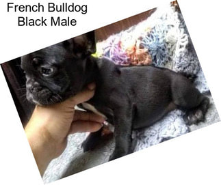 French Bulldog Black Male