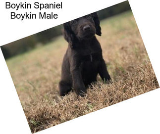 Boykin Spaniel Boykin Male