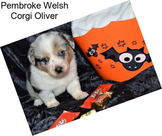 Pembroke Welsh Corgi Oliver