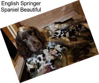 English Springer Spaniel Beautiful