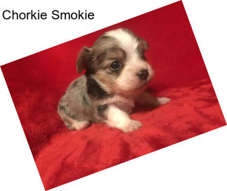 Chorkie Smokie