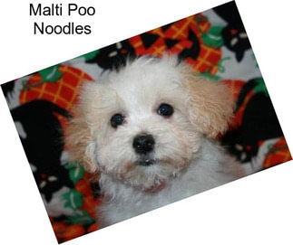 Malti Poo Noodles