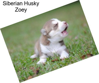 Siberian Husky Zoey