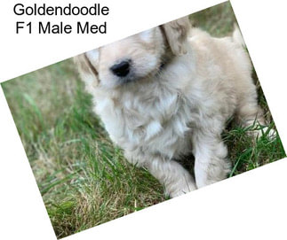 Goldendoodle F1 Male Med