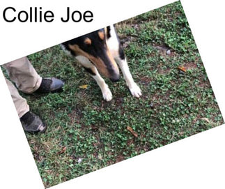 Collie Joe