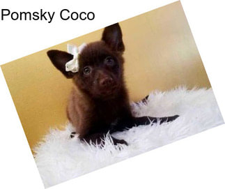 Pomsky Coco