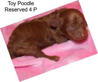 Toy Poodle Reserved 4 P