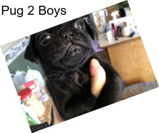 Pug 2 Boys
