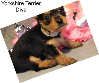 Yorkshire Terrier Diva