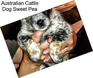 Australian Cattle Dog Sweet Pea