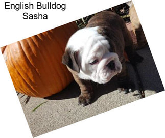 English Bulldog Sasha