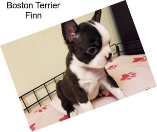 Boston Terrier Finn